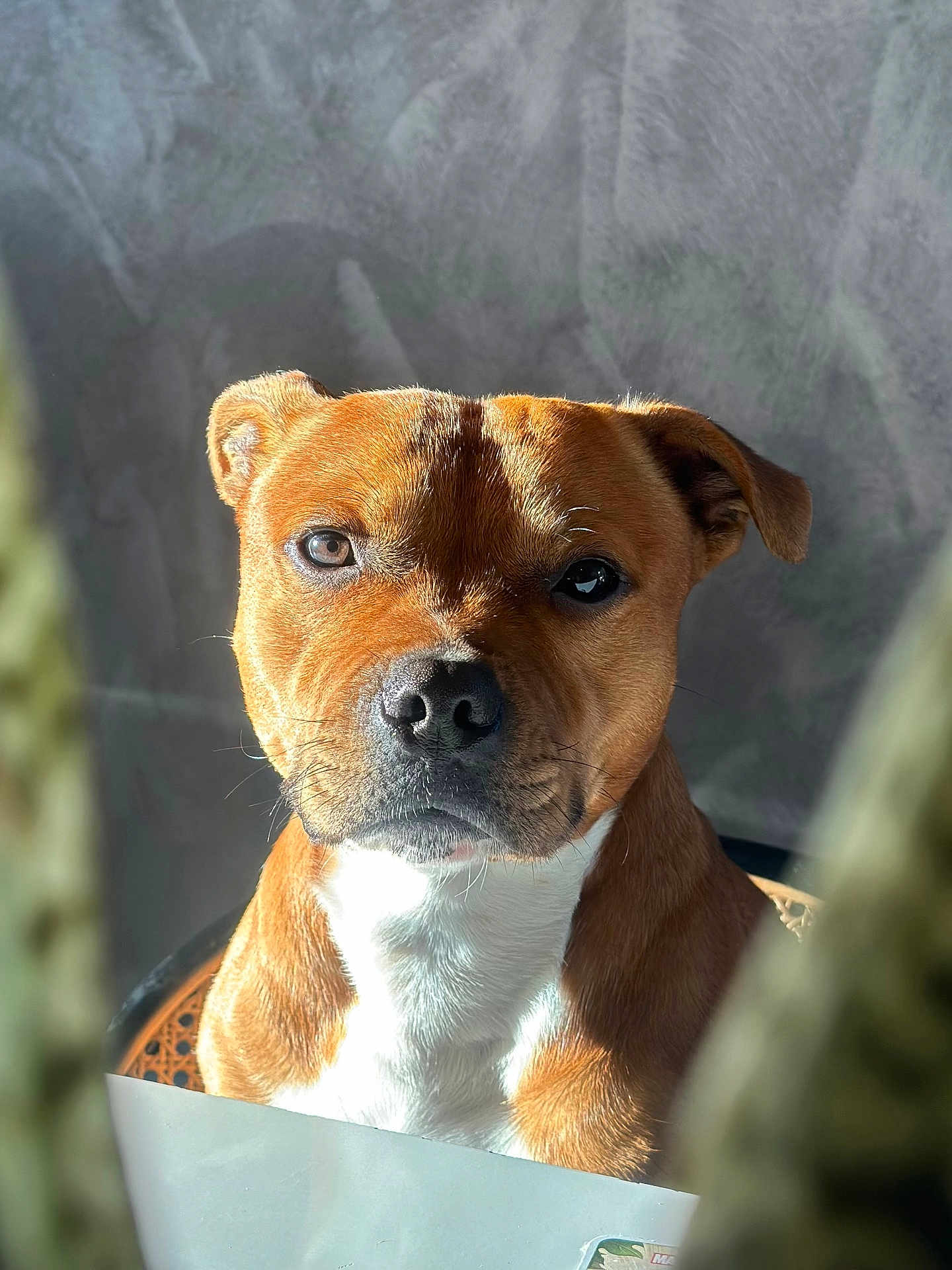 Tango participe au concours pour gagner de l'argent avec cette photo : dog, brown, white, pet, animal, portrait, sunlight, indoor, closeup, face, ears, fur, looking, attention, cute, canine, young, domestic, expression, background