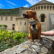 Tango a rejoint le concours — aidez-le/la à gagner de superbes lots ! dog, brown_dog, harness, stone_wall, historic_building, vineyard, greenery, flowers, blue_sky, clouds, person_arm, outdoor, sunny, portrait, pet, canine, nature, architecture, smiling, daytime