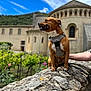 dog, brown_dog, harness, stone_wall, historic_building, vineyard, greenery, flowers, blue_sky, clouds, person_arm, outdoor, sunny, portrait, pet, canine, nature, architecture, smiling, daytime