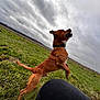 Tango participe au concours pour gagner de l'argent avec cette photo : dog, brown_dog, jumping, grass, field, cloudy_sky, outdoor, pet, animal, collar, active, playful, nature, canine, leaping, sky, landscape, person_knee, energy, motion