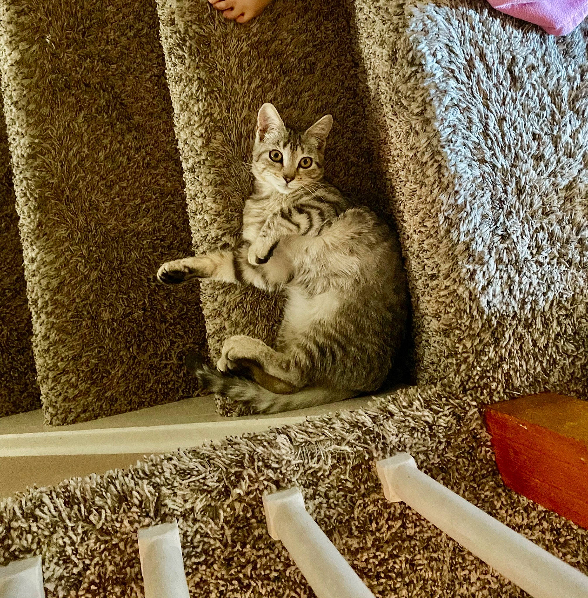 Leo joined the competition — help win amazing prizes! carnivore, cat, claw, comfort, domestic_short_haired_cat, felidae, flooring, fur, metal, paw, photo_caption, rectangle, sitting, small_to_medium_sized_cats, snout, tail, whiskers, wildlife, wood