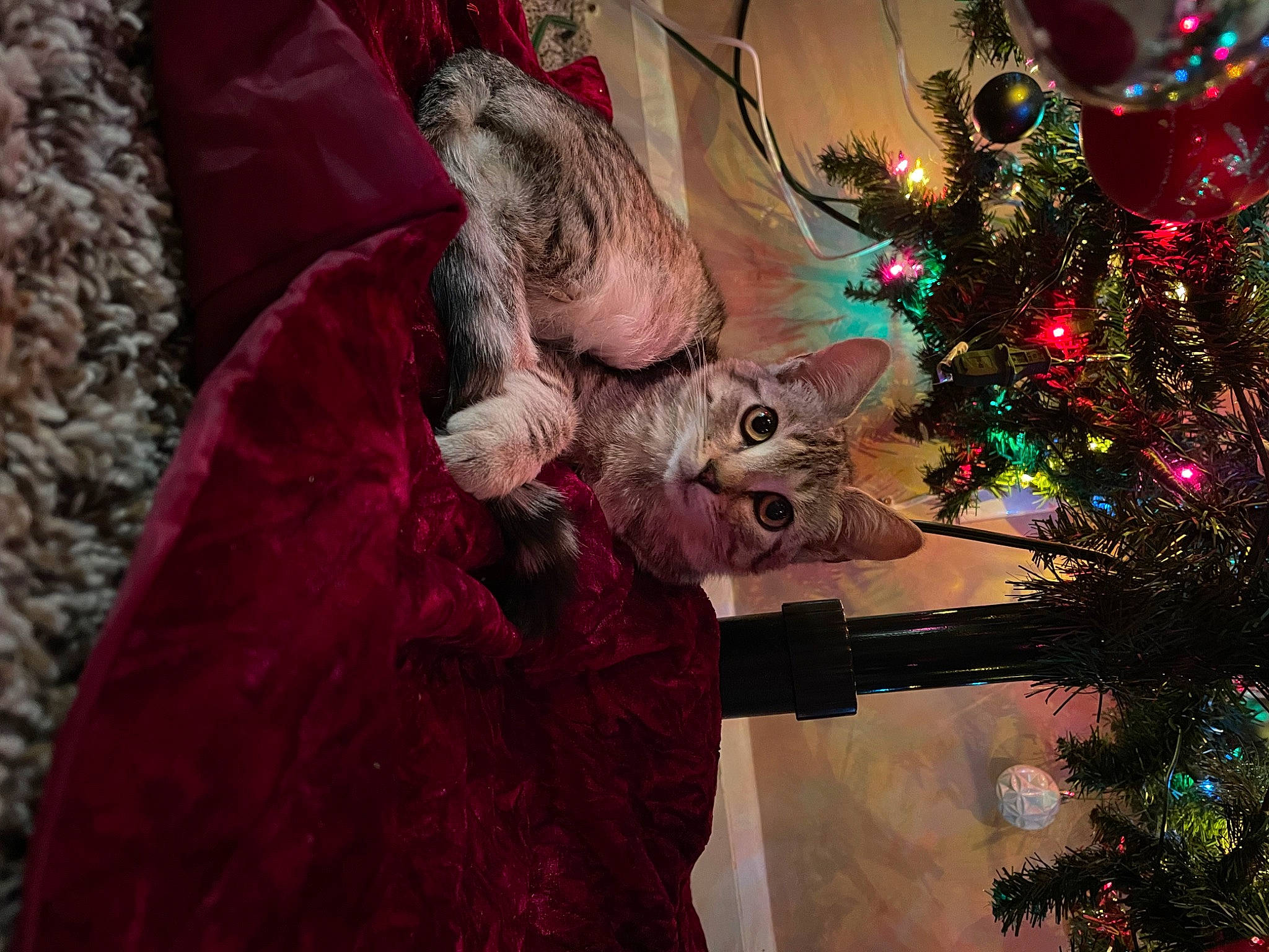 Leo is registered to the contest to win money with this photo: carnivore, cat, christmas, christmas_decoration, christmas_ornament, christmas_tree, conifer, event, evergreen, fawn, felidae, fur_clothing, holiday, holiday_ornament, organism, ornament, purple, small_to_medium_sized_cats, tradition, whiskers