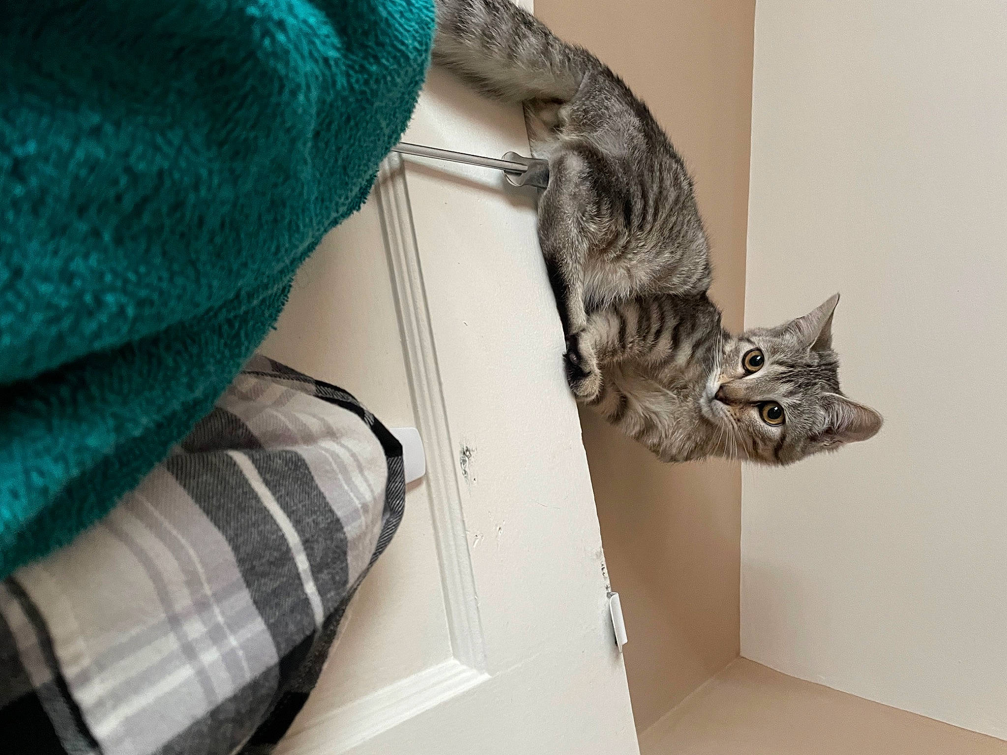 Leo is registered to the contest to win money with this photo: carnivore, cat, comfort, domestic_short_haired_cat, electric_blue, felidae, fur, grey, pattern, plaid, room, small_to_medium_sized_cats, tail, tartan, thread, whiskers, wood, wool, woolen, woven_fabric