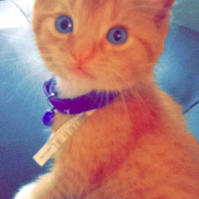 Felix