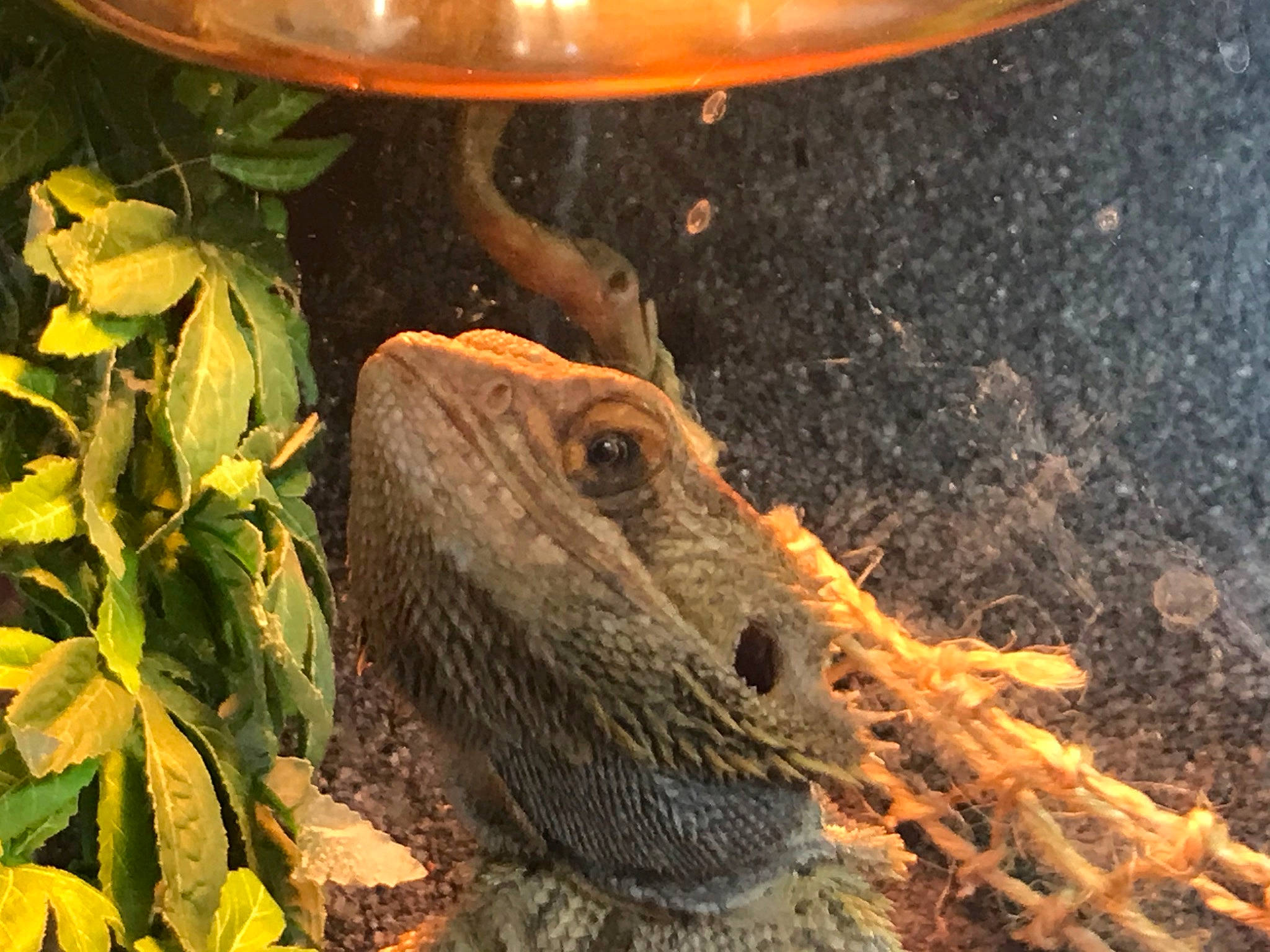 Wally participe au concours pour gagner de l'argent avec cette photo : adaptation, agama, chameleon, dragon_lizard, green_iguana, iguana, iguania, iguanidae, lizard, reptile, scaled_reptile