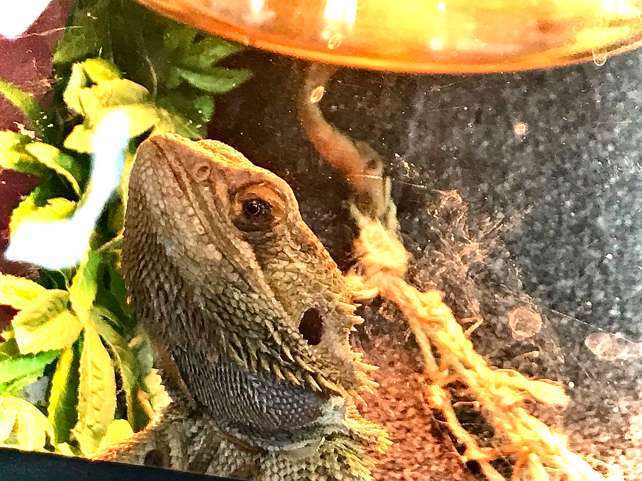 Wally participe au concours pour gagner de l'argent avec cette photo : _anole, agama, anole, chameleon, dragon_lizard, green_iguana, iguana, iguania, iguanidae, lizard, reptile, scaled_reptile