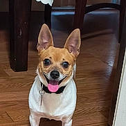 Tico is registered to the contest to win money with this photo: animal, canine, chair, collar, cute, dog, domestic, ears_up, floor, furniture, happy, home, indoor, pet, small_dog, smiling, standing, table, tongue_out, wooden_floor
