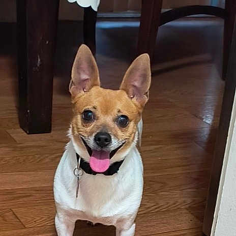 Tico