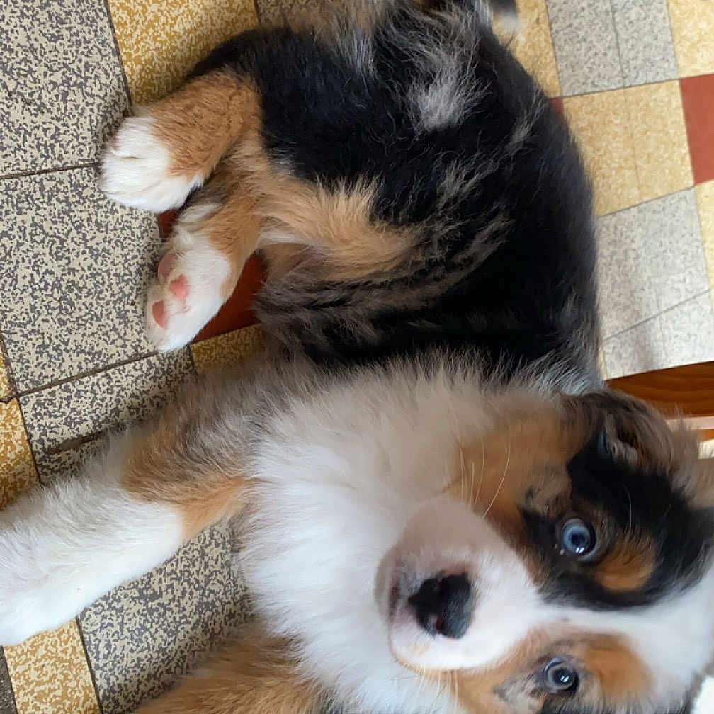 Taïko participe au concours pour gagner de l'argent avec cette photo : accessories, animal, beagle, canine, cat, cockerspaniel, collie, dog, furniture, hardwood, hound, husky, indoors, interiordesign, papillon, pet, plywood, puppy, strap, wood