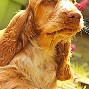 Joséphine participe au concours pour gagner de l'argent avec cette photo : dog, golden_brown, long_hair, floppy_ears, wavy_fur, portrait, close_up, outdoors, sunlight, nature, grass, garden, sitting, lying_down, relaxed, brown_fur, white_chest, nose, whiskers, animal