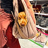 Joséphine a rejoint le concours — aidez-le/la à gagner de superbes lots ! puppy, dog, golden_dog, sleepy, pet, sling, carrier, person, arm, tattoo, store, shopping, backpacks, bags, outdoor_gear, shelves, leash, pink_leash, indoor, cute