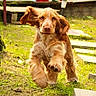 dog, golden_dog, long_ears, floppy_ears, fur, golden_fur, running, walking, raised_paw, outdoor, garden, grass, backyard, portrait, close_up, sunlight, colorful_background, furniture, playful, animal