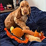Joséphine participe au concours pour gagner de l'argent avec cette photo : dog, puppy, golden_dog, pet, animal, sitting, floppy_ears, brown_fur, long_hair, dog_face, stuffed_toy, plush_dragon, toy, blanket, bed, bedroom, portrait, indoor, cozy, colorful