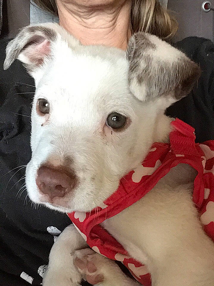 Q Bert joined the competition — help win amazing prizes! american_pit_bull_terrier, canidae, carnivore, companion_dog, dog, dog_breed, ear, fawn, head, mammal, non_sporting_group, nose, pit_bull, puppy, puppy_love, rare_breed_dog, skin, snout, sporting_group, vertebrate