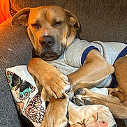 Trunks joined the competition — help win amazing prizes! dog, sleeping, couch, pillow, butterfly_pattern, brown_dog, relaxed, pet, indoor, cozy, animal, paw, clothing, resting, cute, domestic_animal, canine, furniture, nap, soft_lighting