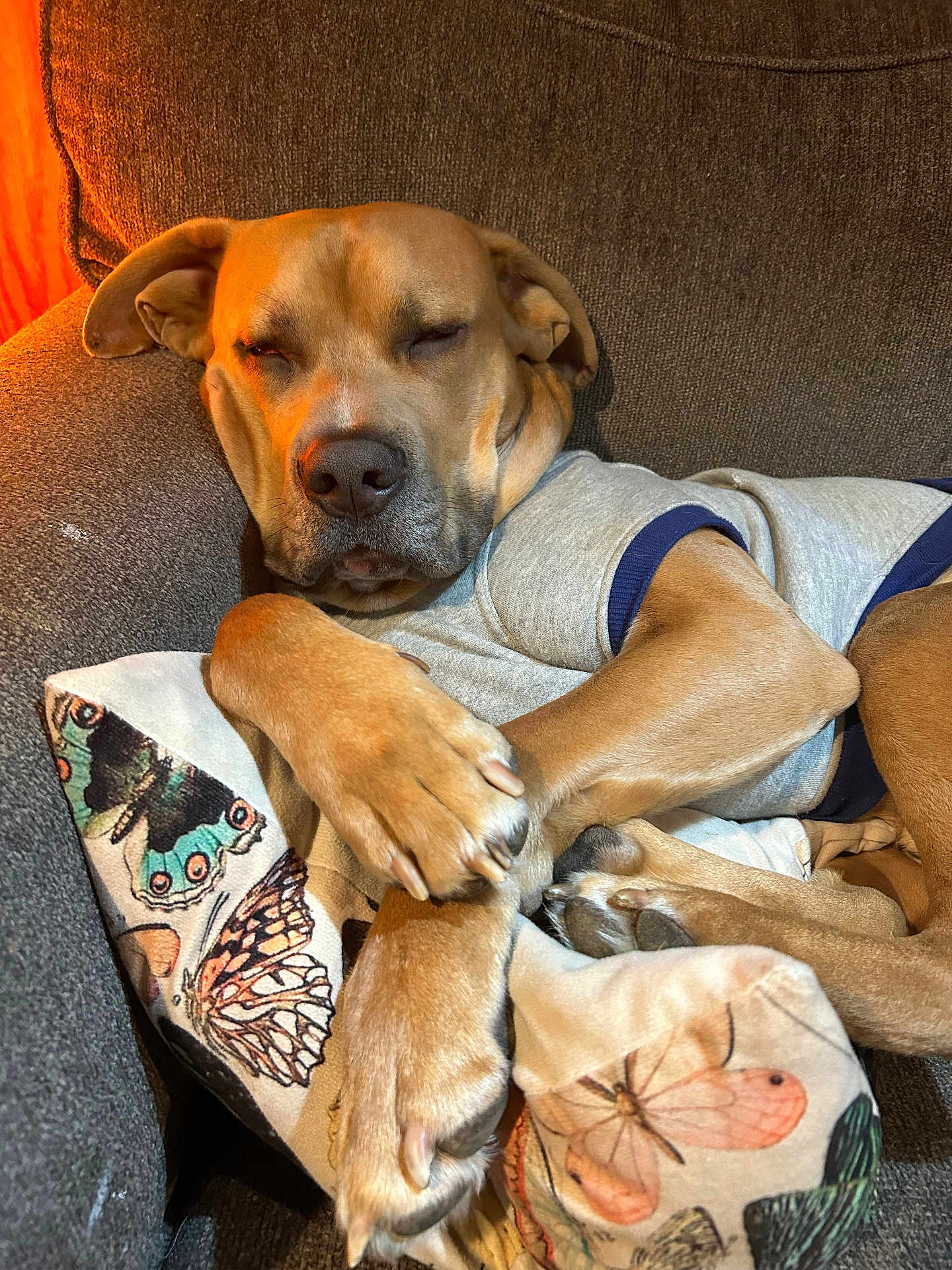Trunks joined the competition — help win amazing prizes! dog, sleeping, couch, pillow, butterfly_pattern, brown_dog, relaxed, pet, indoor, cozy, animal, paw, clothing, resting, cute, domestic_animal, canine, furniture, nap, soft_lighting