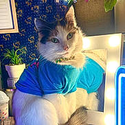 Mia is registered to the contest to win money with this photo: cat, blue_tshirt, reflection, vanity_mirror, flowers, potted_plant, wooden_surface, decor, indoor, green_eyes, fluffy, sitting, tail, light_bulbs, furniture, cozy, portrait, cute, pet, domestic_animal