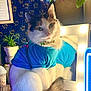 cat, blue_tshirt, reflection, vanity_mirror, flowers, potted_plant, wooden_surface, decor, indoor, green_eyes, fluffy, sitting, tail, light_bulbs, furniture, cozy, portrait, cute, pet, domestic_animal
