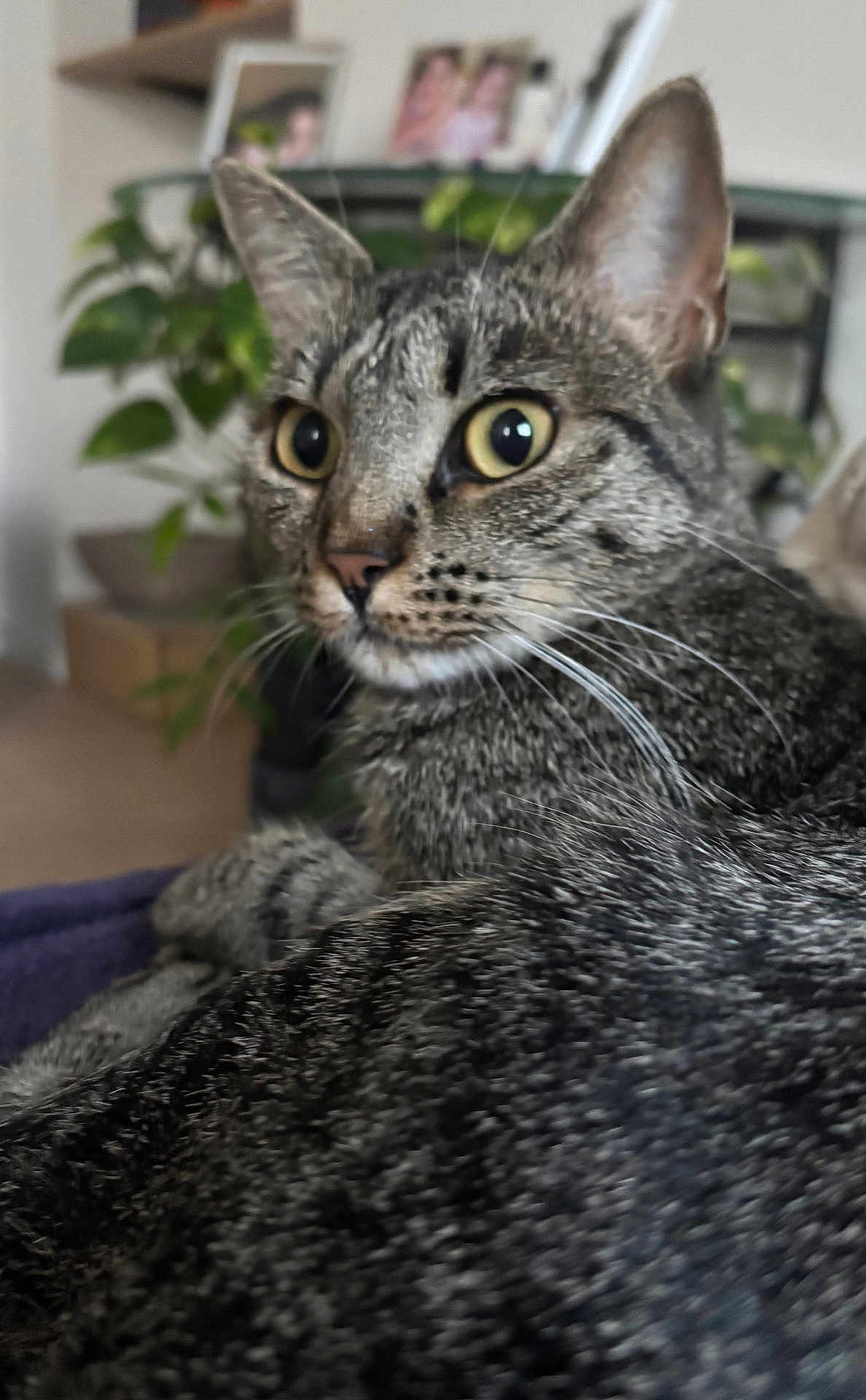 Mimi
