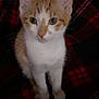 kitten, cat, orange, white, pet, animal, fur, whiskers, ears, eyes, cute, plaid, blanket, indoor, cozy, sitting, young, domestic_cat, feline, closeup