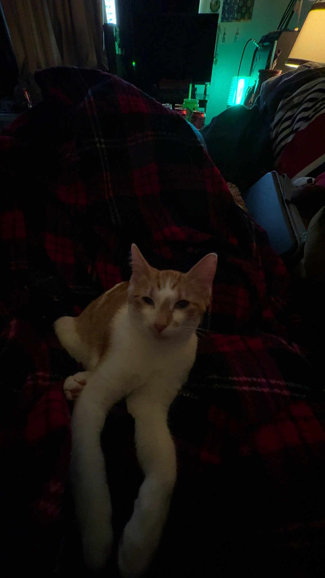 Atticus joined the competition — help win amazing prizes! cat, orange_and_white_cat, plaid_blanket, stretching_paws, indoor, dim_lighting, lamp, television, couch, relaxing, pet, feline, striped_blanket, home_interior, furniture, cozy, resting, animal, living_room, night