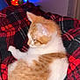 Atticus is registered to the contest to win money with this photo: cat, kitten, sleeping, plaid_blanket, red, black, orange, white, fur, indoor, cozy, pet, animal, resting, warm_lighting, lamp, soft_texture, closeup, cute, domestic_cat