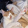 cat, sleeping, paw, blanket, cozy, indoor, feline, ginger, white, resting, cute, pet, fur, relaxed, soft, comfort, napping, domestic, animal, warm