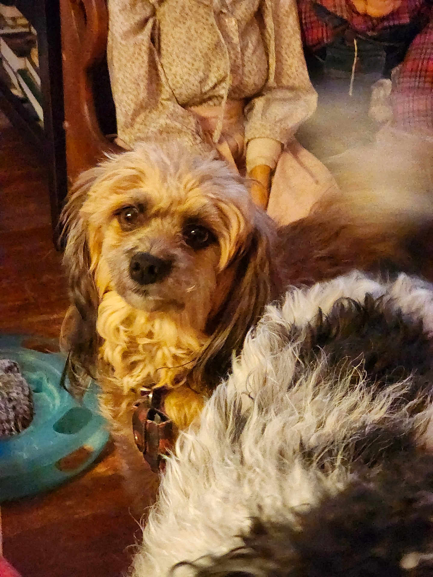 Marissa Jae is registered to the contest to win money with this photo: dog, fluffy, indoor, person, vintage_clothing, curious, brown_fur, furry, pet, animal, floor, wooden_floor, sitting, collar, face, companion, cozy, portrait, warm_lighting, household