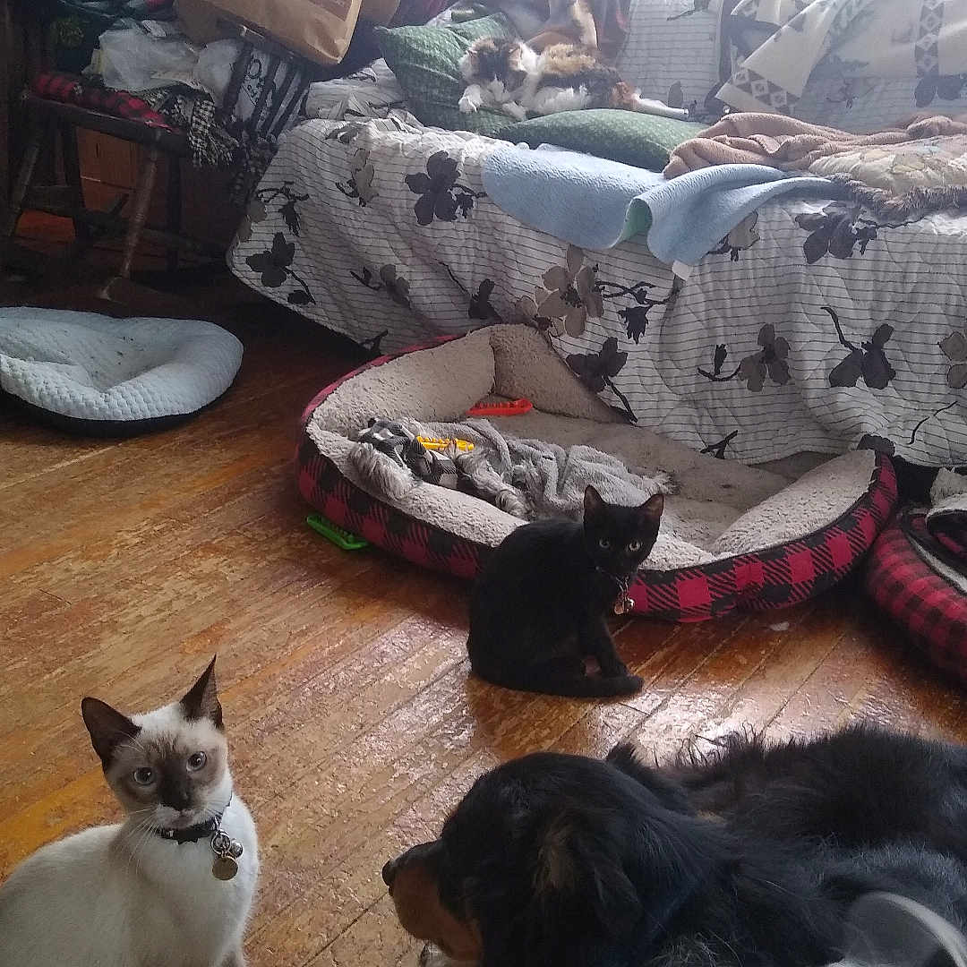 Milo An Midnight is registered to the contest to win money with this photo: animal, blanket, cat, collar, couch, cozy, dog, domestic, floor, furniture, home, indoor, multicolor_cat, natural_light, pet_bed, pets, relaxing, resting, window, wooden_floor