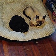 Milo An Midnight is registered to the contest to win money with this photo: animal, black_cat, bookshelf, cat, cats, companion, cozy, curled_up, cushion, domestic, feline, home, indoor, pet_bed, quiet, relaxation, resting, siamese_cat, sleeping, wooden_floor