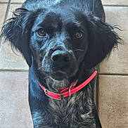 Vanda a rejoint le concours — aidez-le/la à gagner de superbes lots ! dog, pet, animal, black, gray, speckled, collar, tile_floor, lying_down, ears, nose, fur, cute, indoor, looking_up, muzzle, whiskers, canine, domestic_animal, portrait