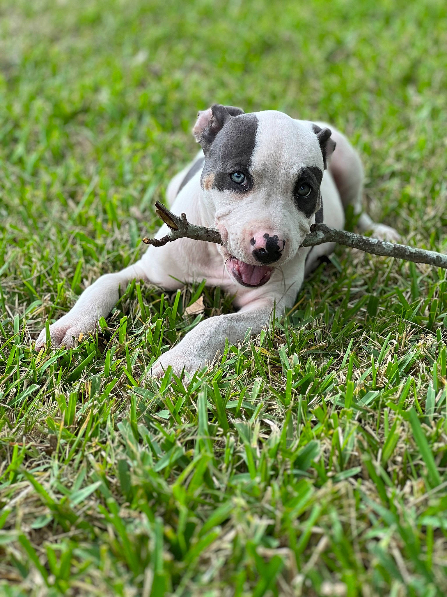 Cora is registered to the contest to win money with this photo: carnivore, collar, companion_dog, dog, dog_breed, dog_collar, fawn, grass, grassland, groundcover, herbaceous_plant, lawn, non_sporting_group, paw, plant, sporting_group, tail, terrestrial_animal, whiskers, working_animal