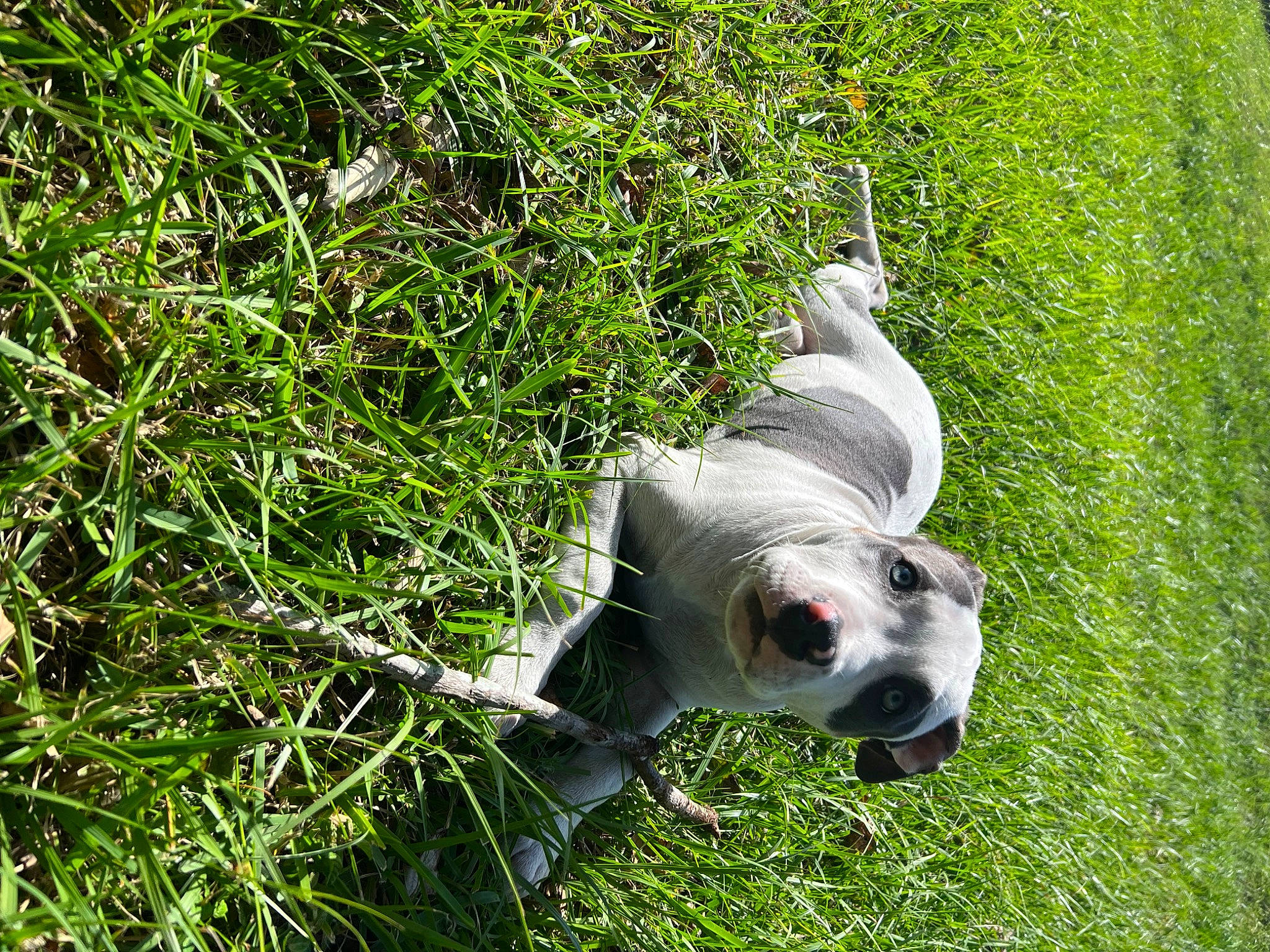 Cora joined the competition — help win amazing prizes! canidae, carnivore, companion_dog, dog, dog_breed, dog_supply, fawn, grass, groundcover, non_sporting_group, people_in_nature, plant, shrub, snout, sporting_group, terrestrial_animal, working_animal