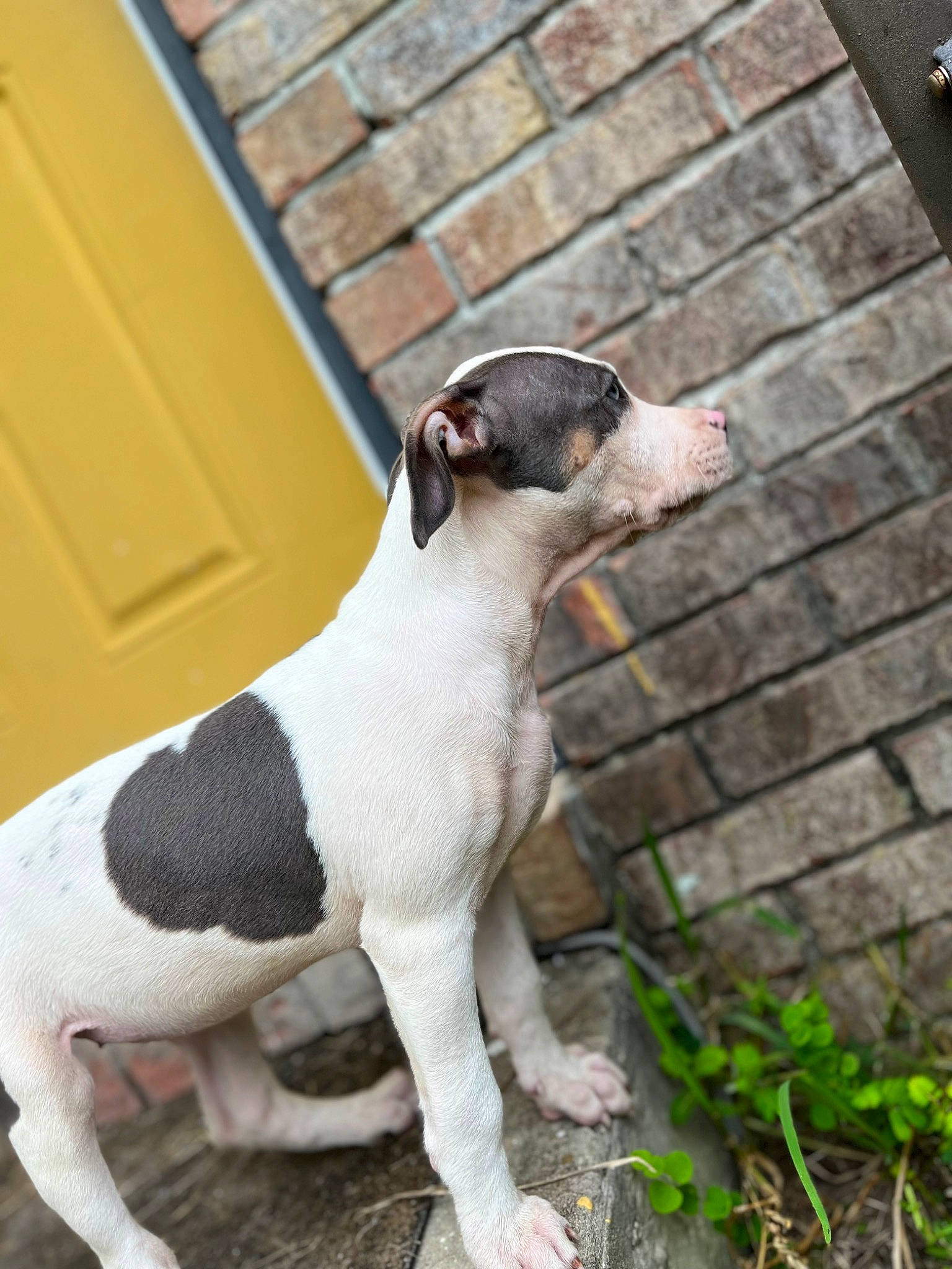 Cora joined the competition — help win amazing prizes! canidae, carnivore, collar, companion_dog, dog, dog_breed, dog_collar, door, fawn, gun_dog, paw, pet_supply, plant, sporting_group, tail, terrestrial_animal, terrier, whiskers, wood, working_animal