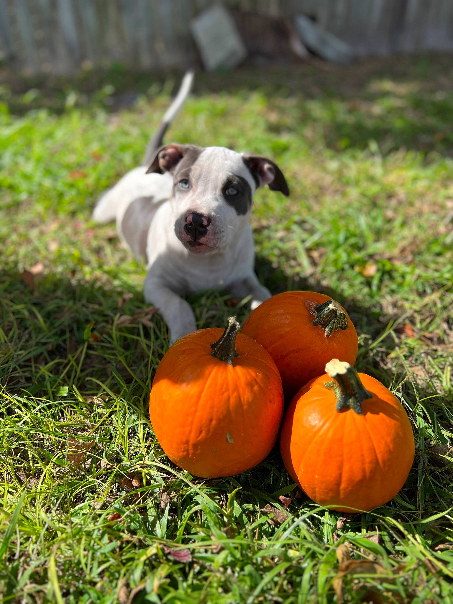 Cora is registered to the contest to win money with this photo: calabaza, carnivore, collar, companion_dog, cucurbita, dog, dog_breed, gourd, grass, grassland, landscape, local_food, natural_foods, plant, pumpkin, squash, tree, vegetable, winter_squash, working_animal