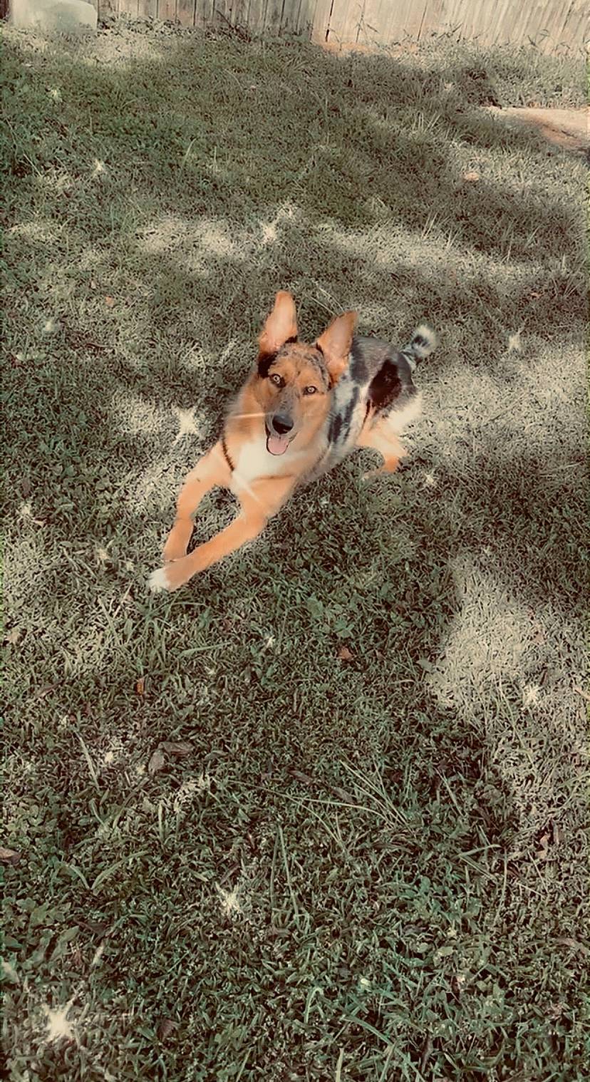 Moxie joined the competition — help win amazing prizes! canidae, carnivore, dog, dog_breed, fawn, german_shepherd_dog, grass, non_sporting_group, pomeranian, wolfdog