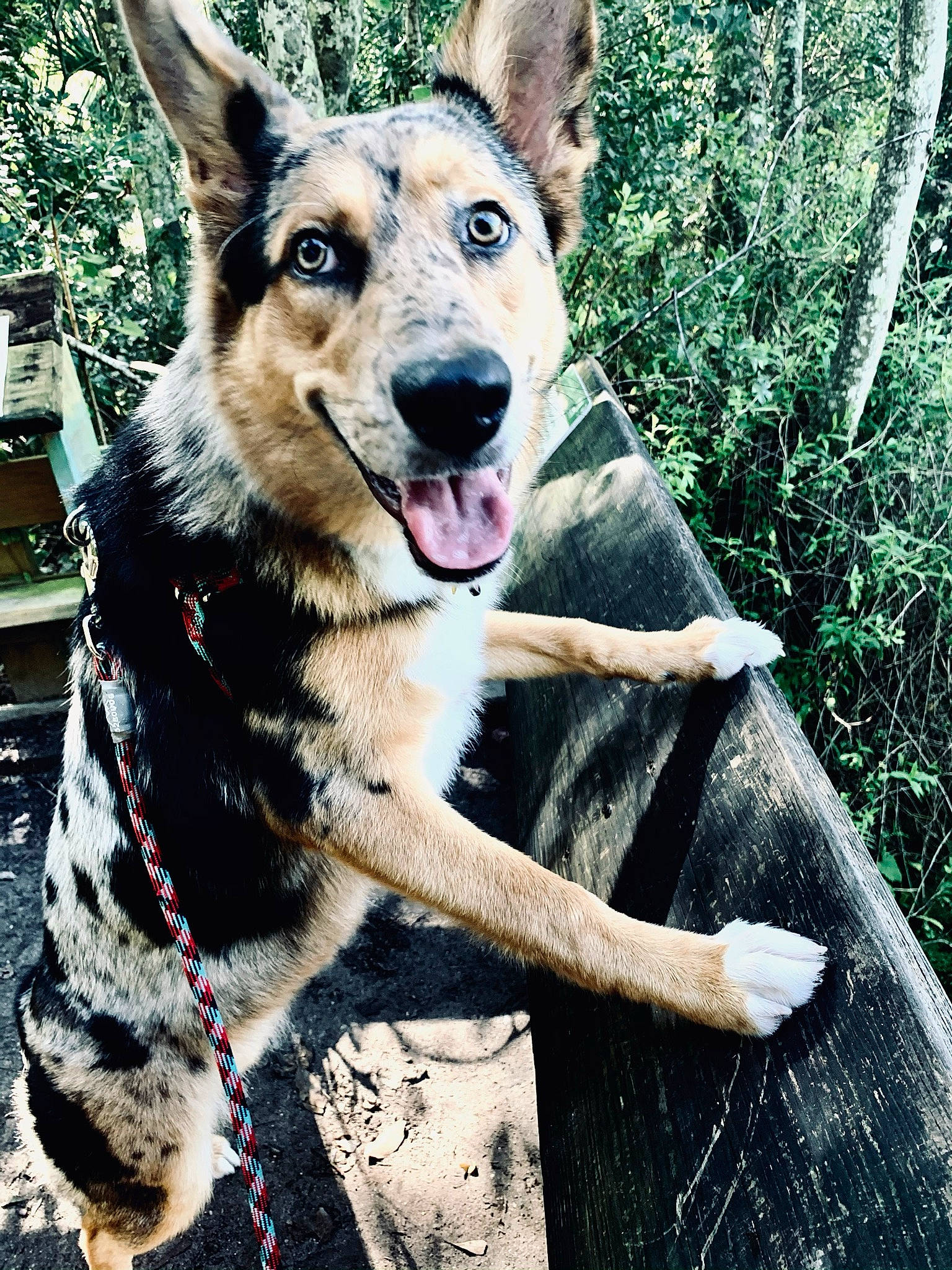Moxie joined the competition — help win amazing prizes! canidae, canis, carnivore, dog, dog_breed, east_european_shepherd, fawn, german_shepherd_dog, king_shepherd, koolie, kunming_wolfdog, mammal, native_american_indian_dog, plant, seppala_siberian_sleddog, shiloh_shepherd_dog, snout, tree, vertebrate, working_dog