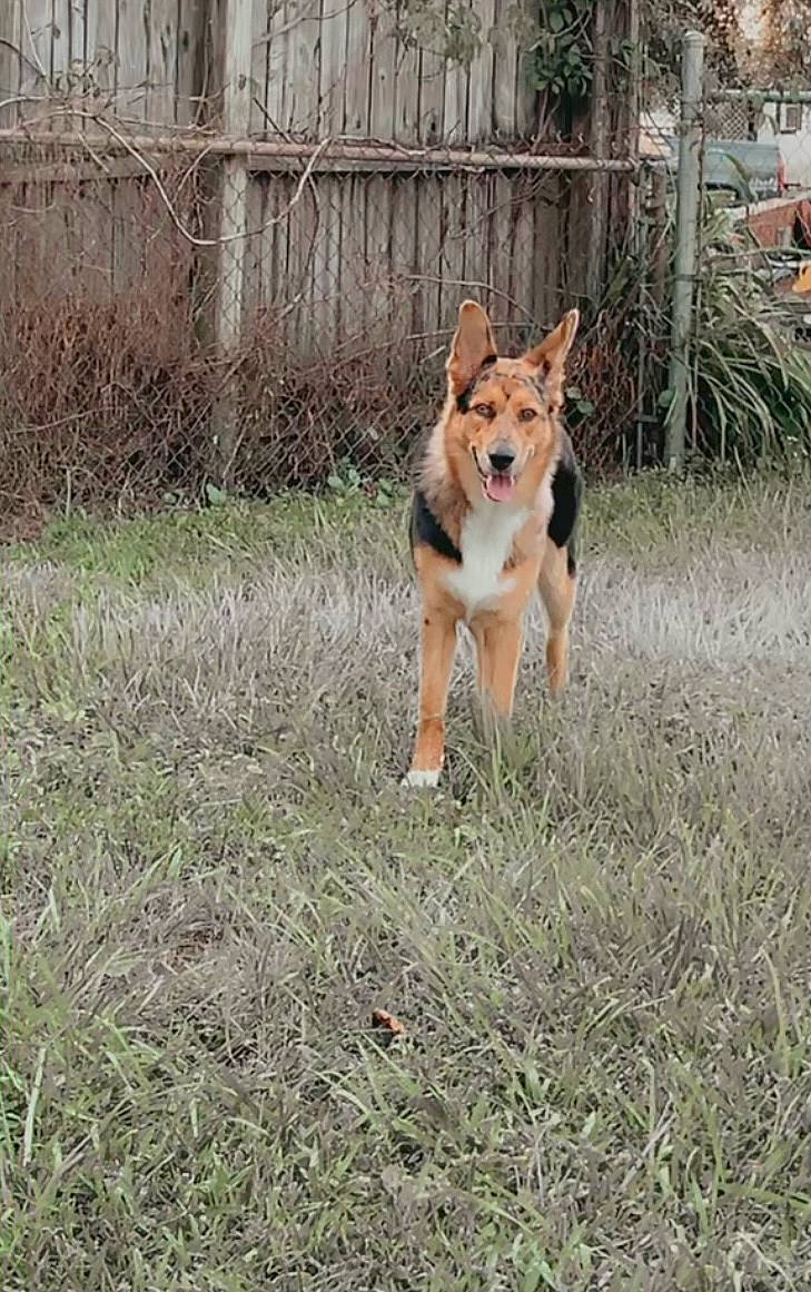 Moxie is registered to the contest to win money with this photo: canidae, carnivore, carolina_dog, companion_dog, dog, dog_breed, east_siberian_laika, icelandic_sheepdog, mammal, rare_breed_dog, shikoku, sulimov_dog, vertebrate, working_dog