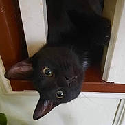 Charley is registered to the contest to win money with this photo: black_cat, cat, pet, animal, curious, indoor, window, wooden_frame, head, face, ears, whiskers, eyes, looking, peeking, home, domestic, feline, close_up, mischievous