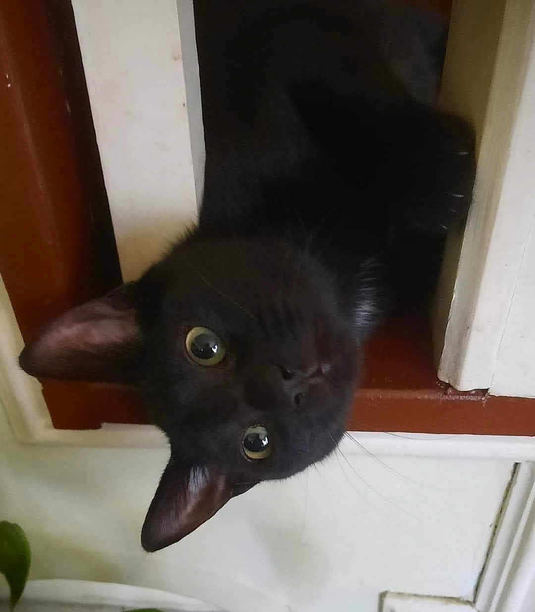 Charley is registered to the contest to win money with this photo: black_cat, cat, pet, animal, curious, indoor, window, wooden_frame, head, face, ears, whiskers, eyes, looking, peeking, home, domestic, feline, close_up, mischievous