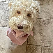 Sansa participe au concours pour gagner de l'argent avec cette photo : dog, white_dog, curly_fur, pet, cute, looking_up, floor, tile_floor, indoor, pink_scarf, fur, animal, companion, adorable, fluffy, mammal, nose, ears, portrait, domestic_animal