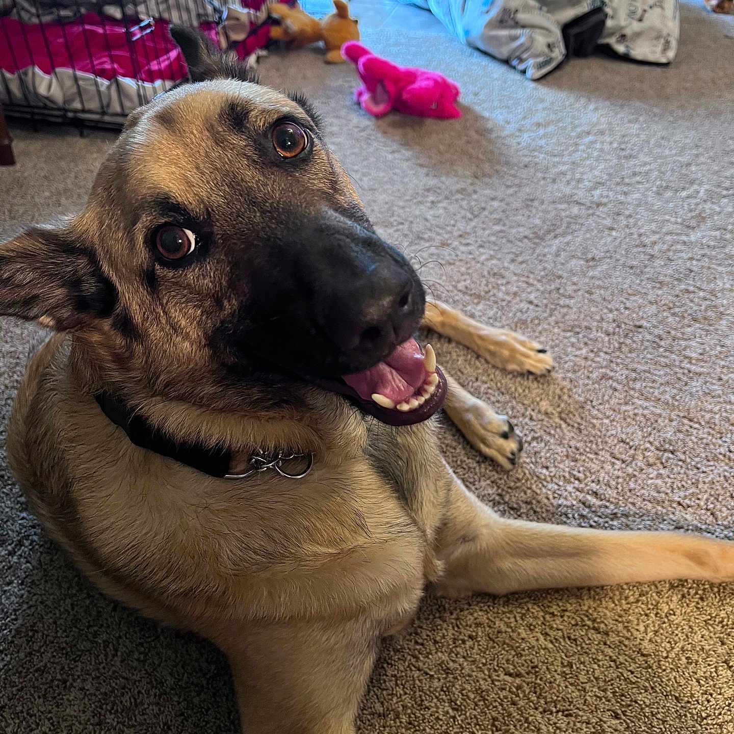 Duke joined the competition — help win amazing prizes! animal, canine, carpet, collar, dog, dog_crate, domestic, floor, fur, german_shepherd, happy, home, indoor, mouth_open, paw, pet, pet_toys, playful, smiling_dog, tongue