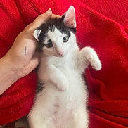 Spencer is registered to the contest to win money with this photo: kitten, cat, black_and_white, pet, animal, hand, red_blanket, fur, cute, relaxed, lying_down, indoor, domestic_animal, small, baby_cat, comfort, soft_texture, close_up, resting, cozy