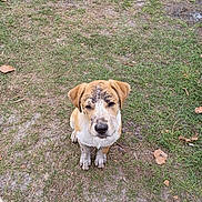 Orion joined the competition — help win amazing prizes! puppy, dog, muddy, grass, outdoor, pet, animal, cute, young, playful, dirt, nature, canine, fur, ears, sitting, looking_up, ground, leaf, daylight
