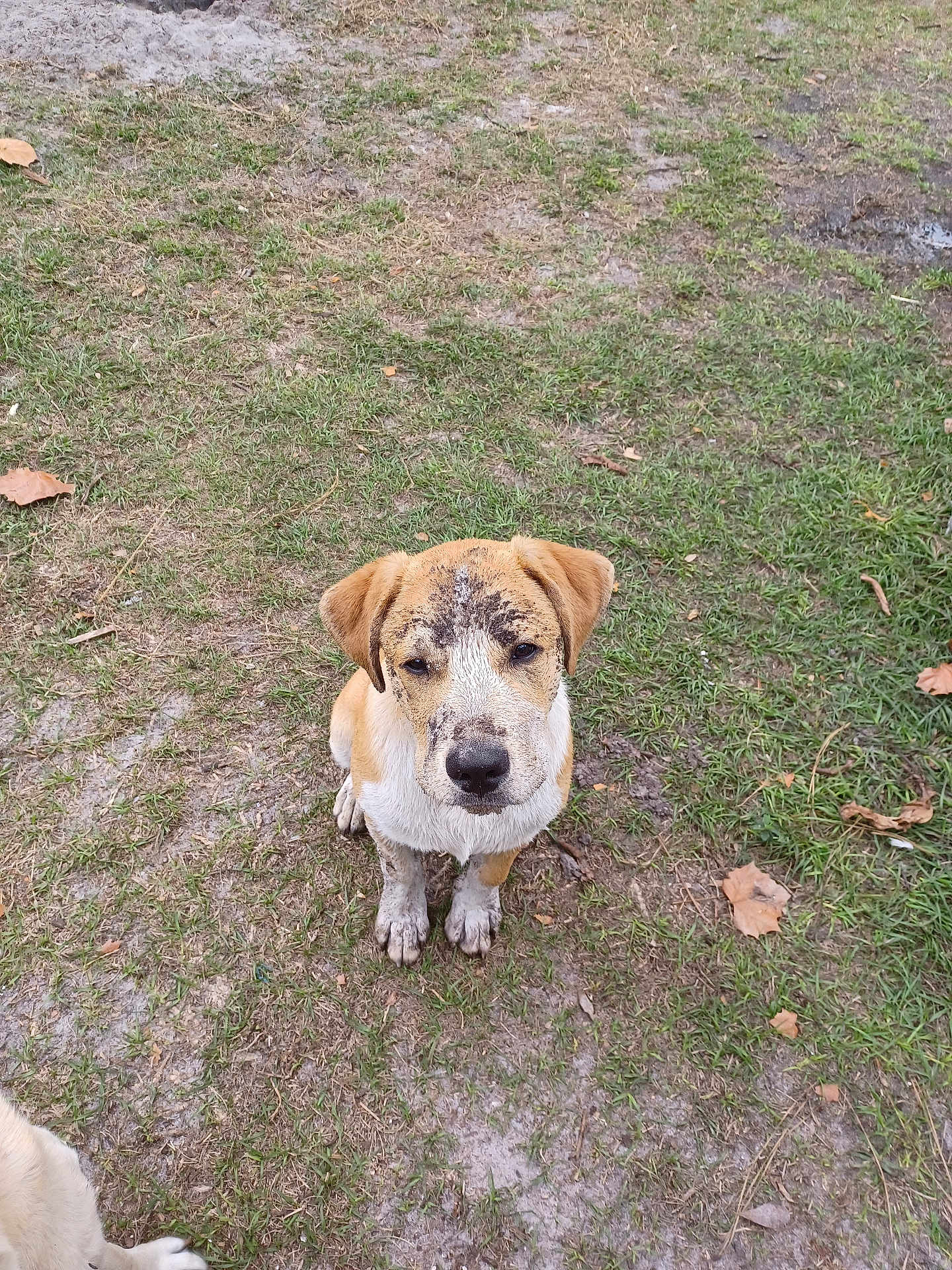 Orion joined the competition — help win amazing prizes! puppy, dog, muddy, grass, outdoor, pet, animal, cute, young, playful, dirt, nature, canine, fur, ears, sitting, looking_up, ground, leaf, daylight