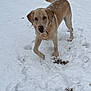 dog, snow, outdoor, animal, canine, winter, pet, fur, cold, playful, nature, mammal, walking, one_animal, looking, standing, daytime, background, yard, house