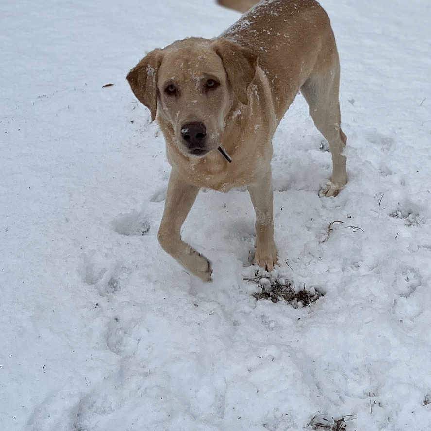 Gus joined the competition — help win amazing prizes! animal, background, canine, cold, daytime, dog, fur, house, looking, mammal, nature, one_animal, outdoor, pet, playful, snow, standing, walking, winter, yard