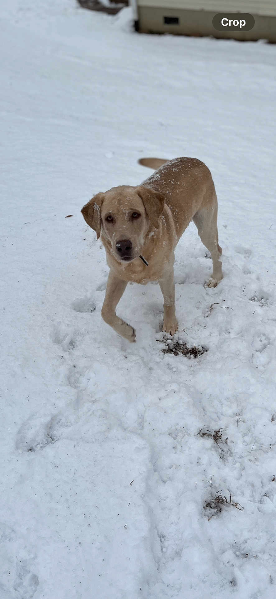 Gus joined the competition — help win amazing prizes! dog, snow, outdoor, animal, canine, winter, pet, fur, cold, playful, nature, mammal, walking, one_animal, looking, standing, daytime, background, yard, house