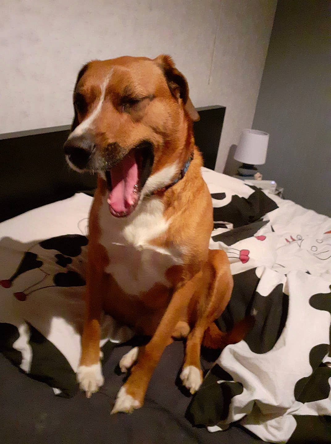 Lucien participe au concours pour gagner de l'argent avec cette photo : austrian_pinscher, beagle, canidae, carnivore, companion_dog, dog, dog_breed, facial_expression, fawn, hound, mammal, snout, sporting_group