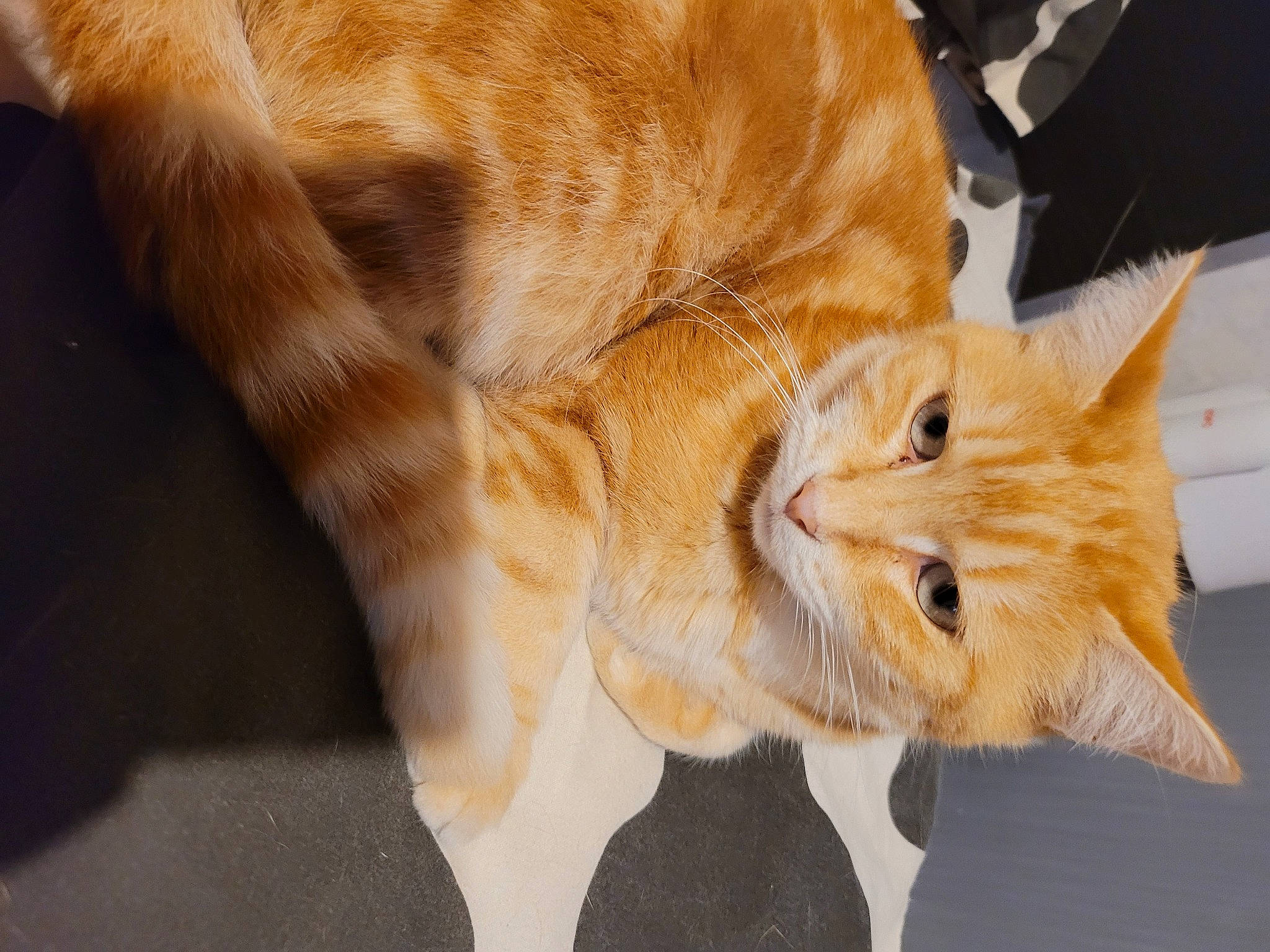 Maggy participe au concours pour gagner de l'argent avec cette photo : canidae, carnivore, cat, claw, comfort, companion_dog, domestic_short_haired_cat, ear, fawn, felidae, foot, fur, paw, small_to_medium_sized_cats, tail, terrestrial_animal, whiskers, wood